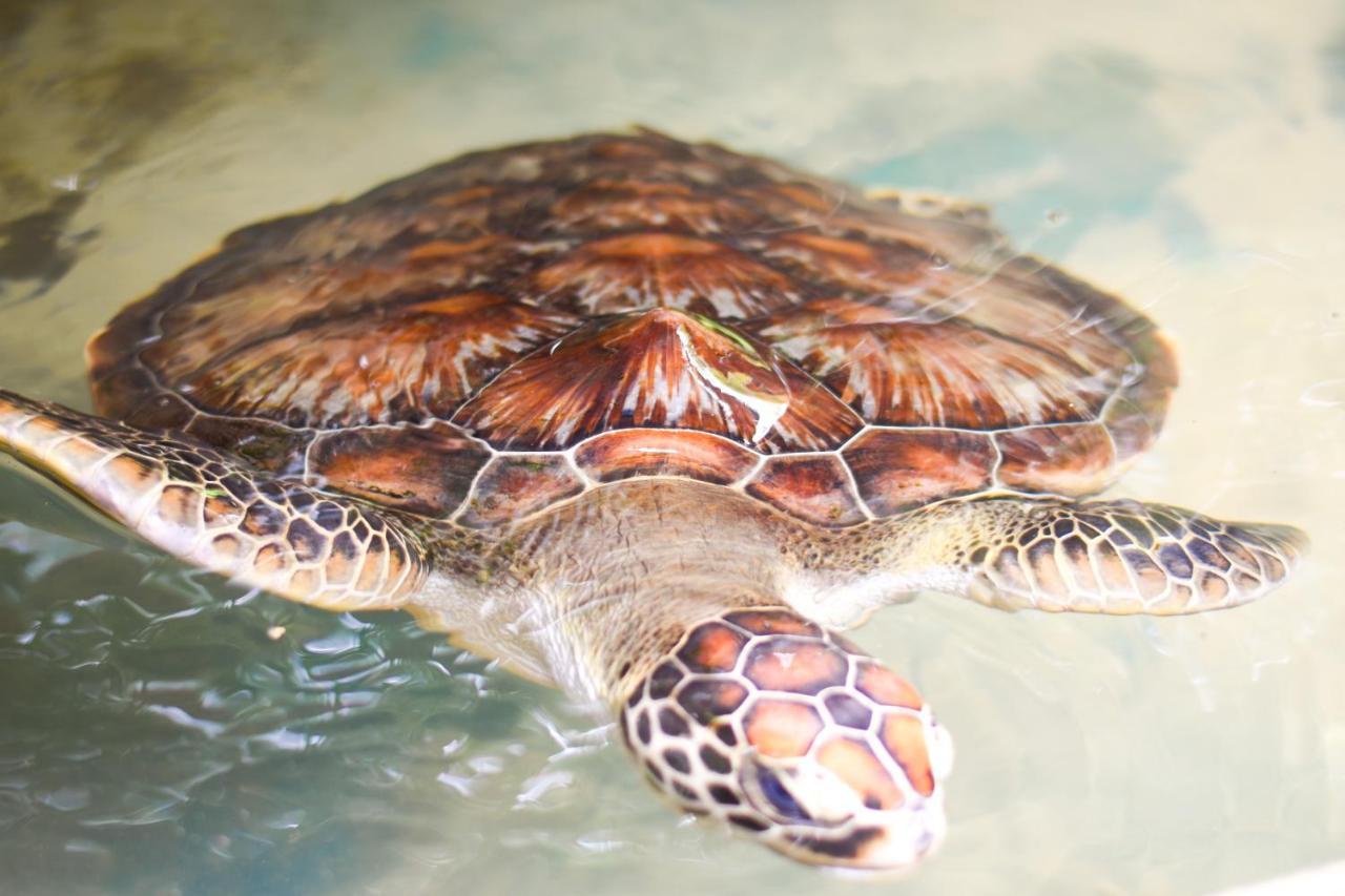 Leatherback Beach Villa 아훈갈라 외부 사진